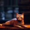 New Stray Trailer Features Adorable Gameplay, Reveals July Release Date